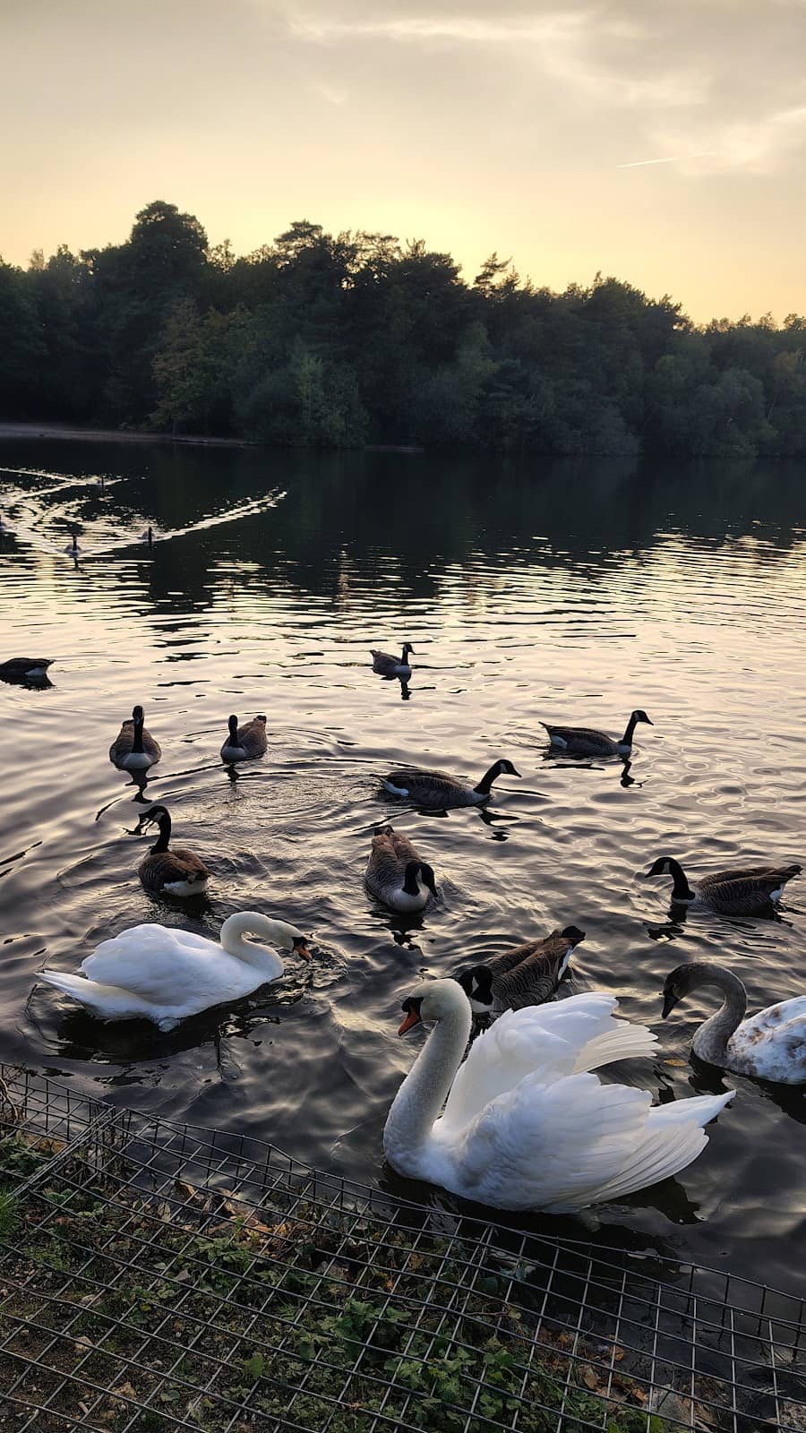 Woodland Walking Paths