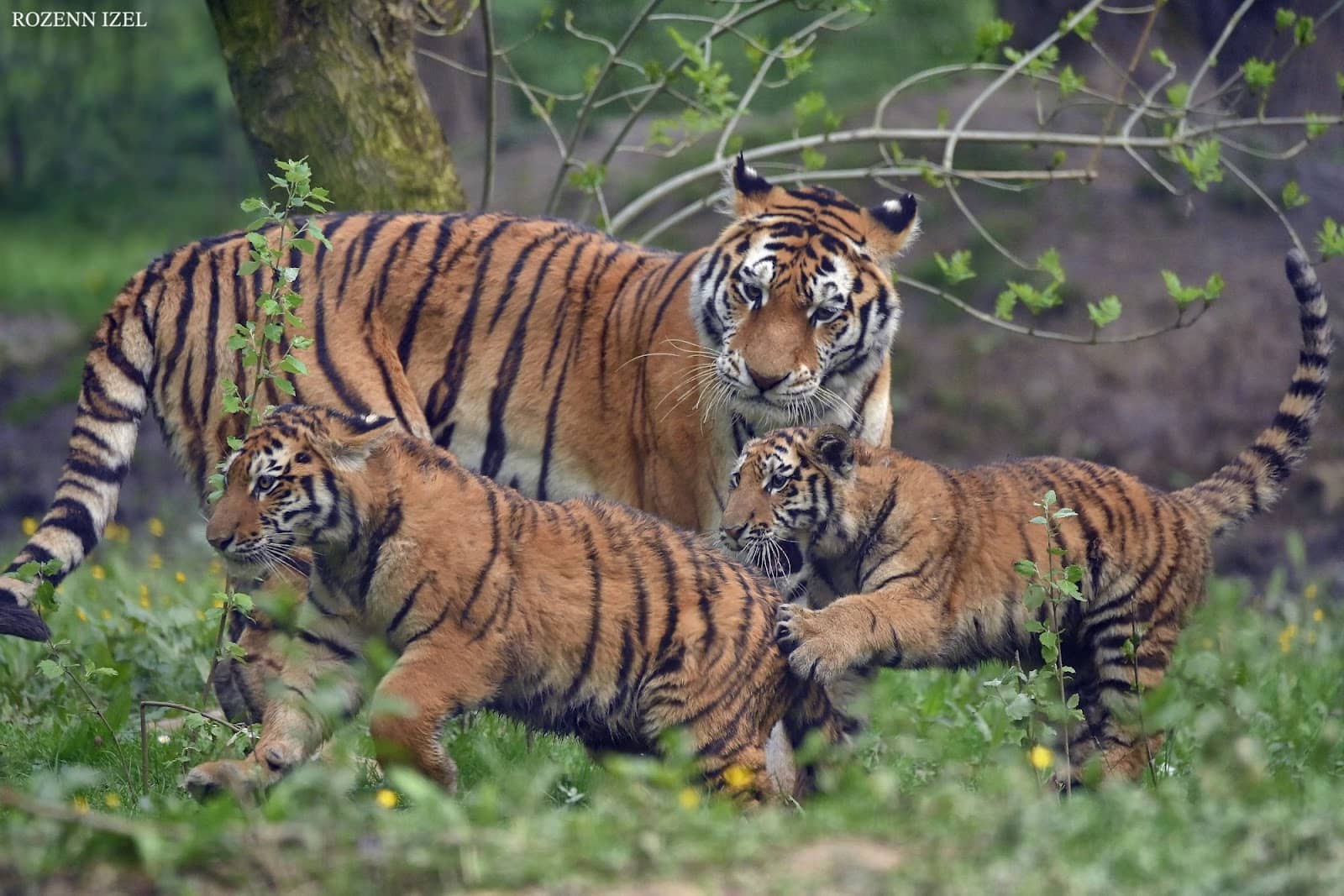 Snow Leopards & White Tigers