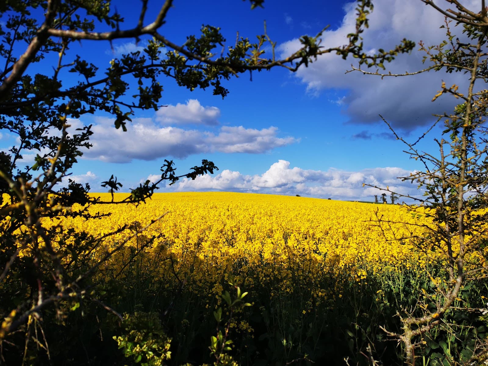 Oak Park Forest Park - Image 1