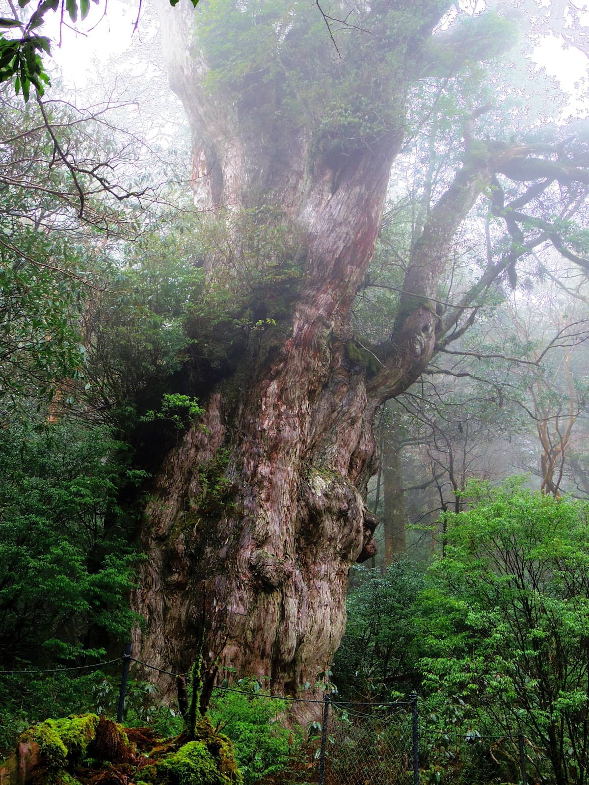 Shiratani Unsuikyo Ravine