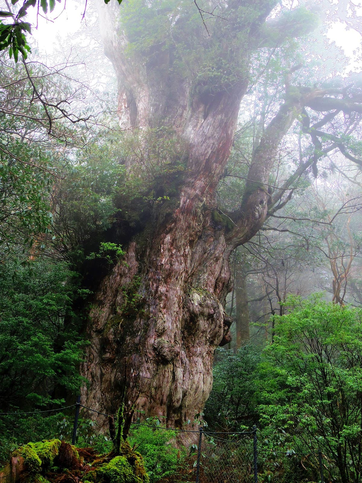 Jomon Sugi - Image 1