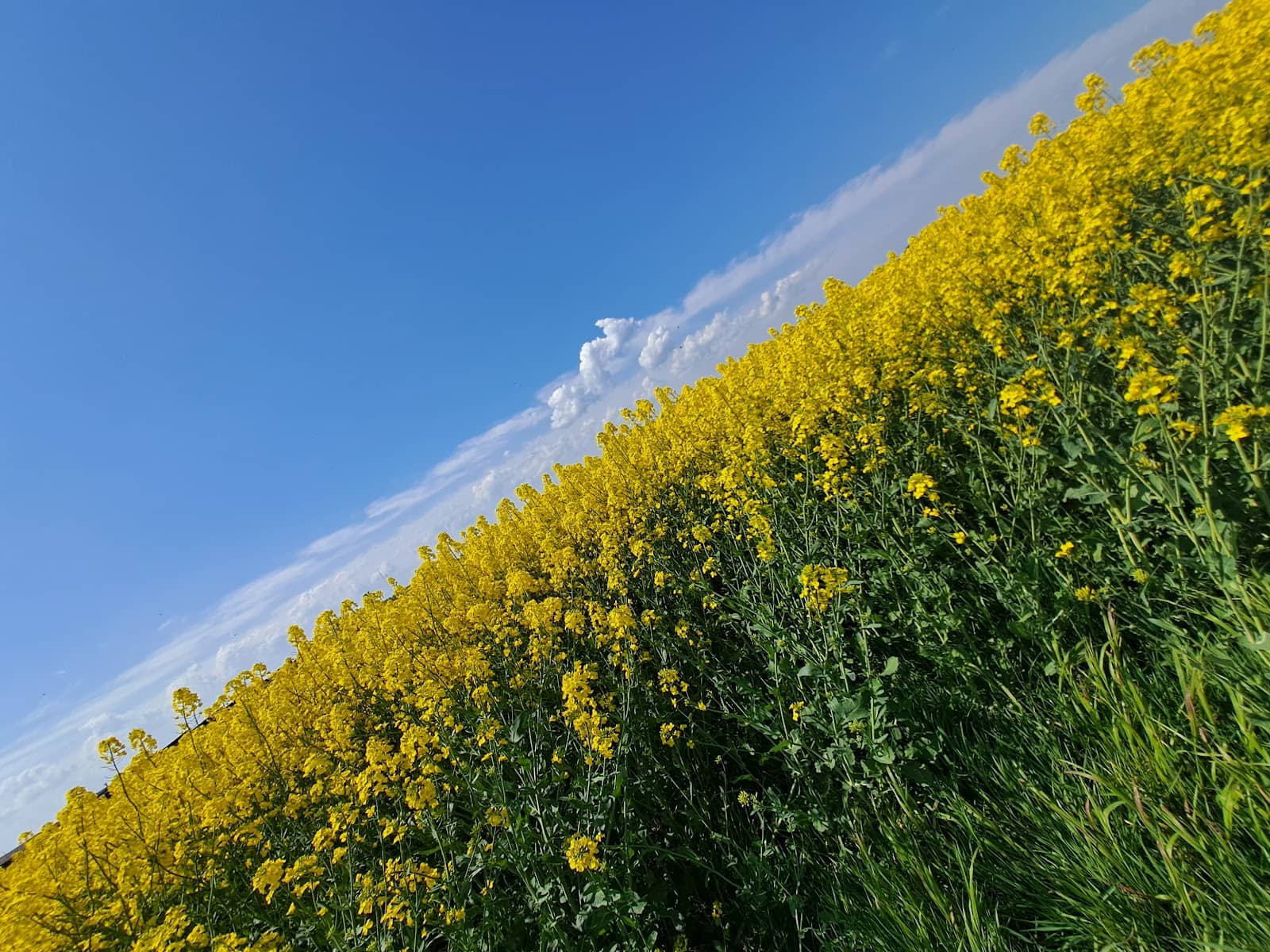 Murermestervilla Architecture