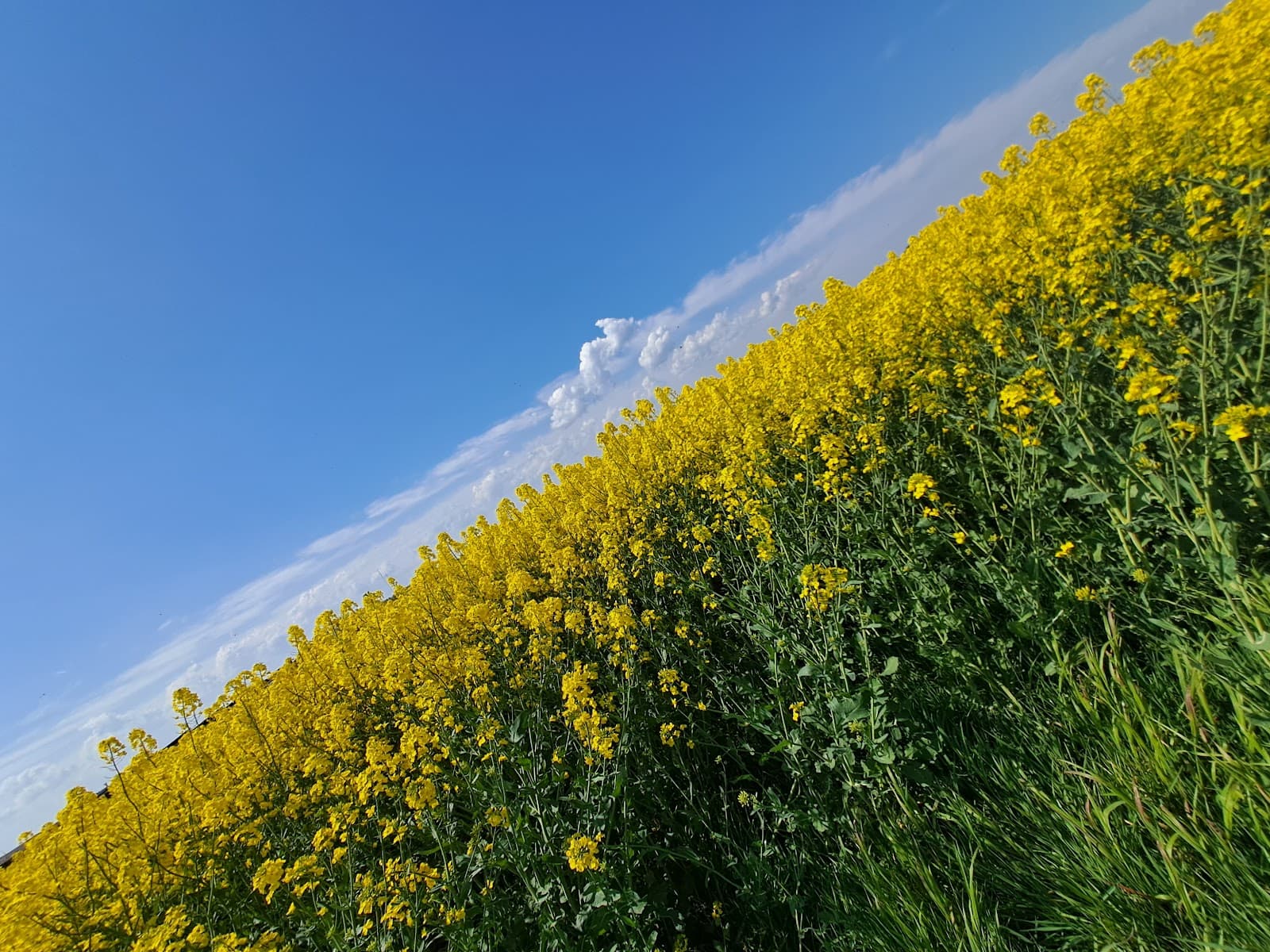 Hasseris Aalborg - Image 1