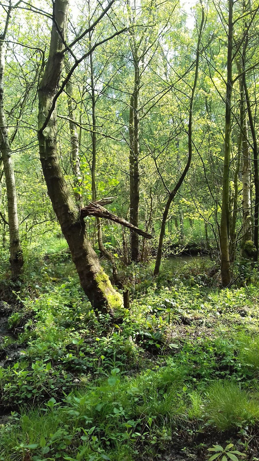 Seckar Wood - Image 1