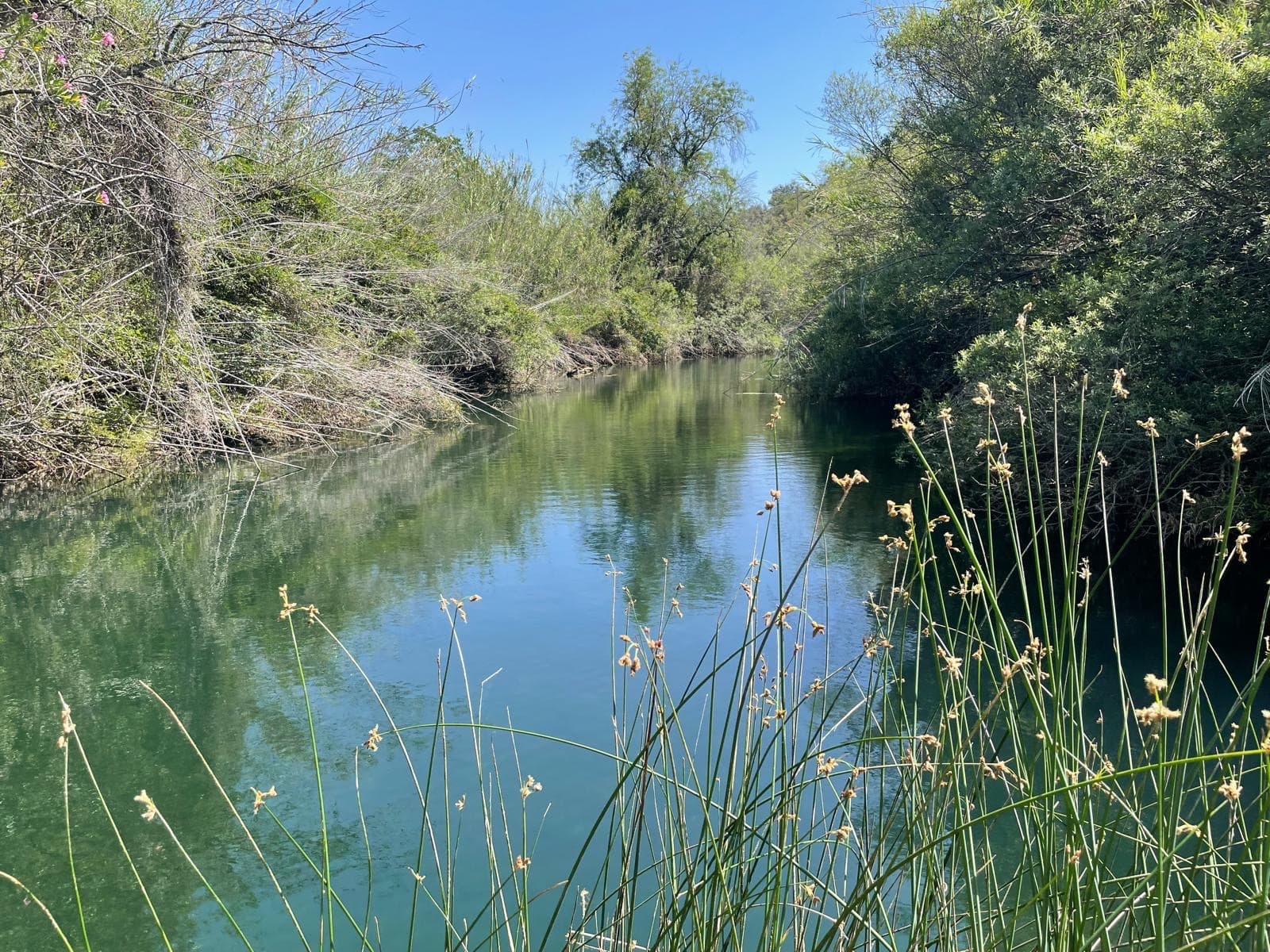Fonte Benémola Portugal - Image 1