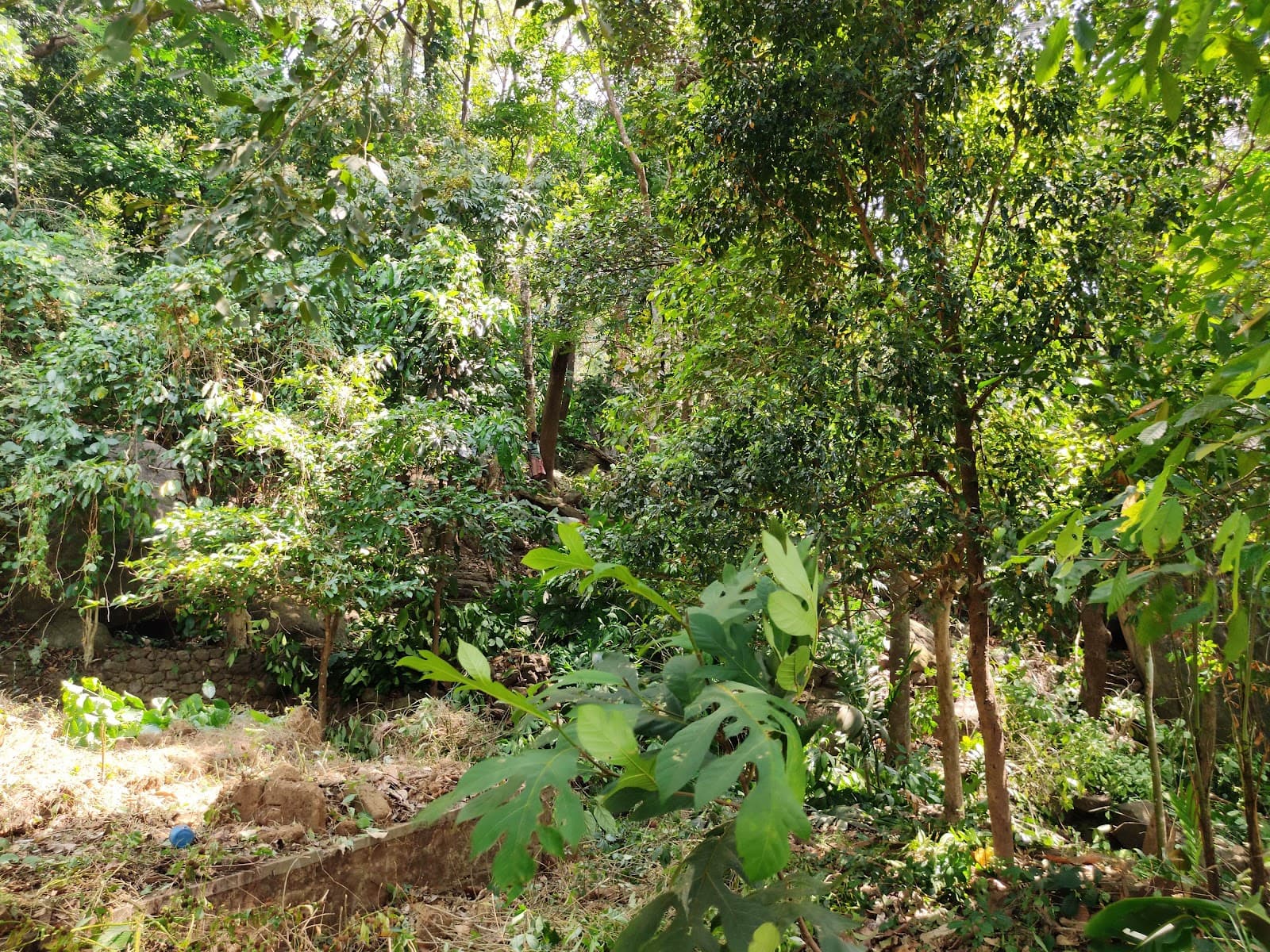 Moolamattom Power House Viewpoint - Image 1