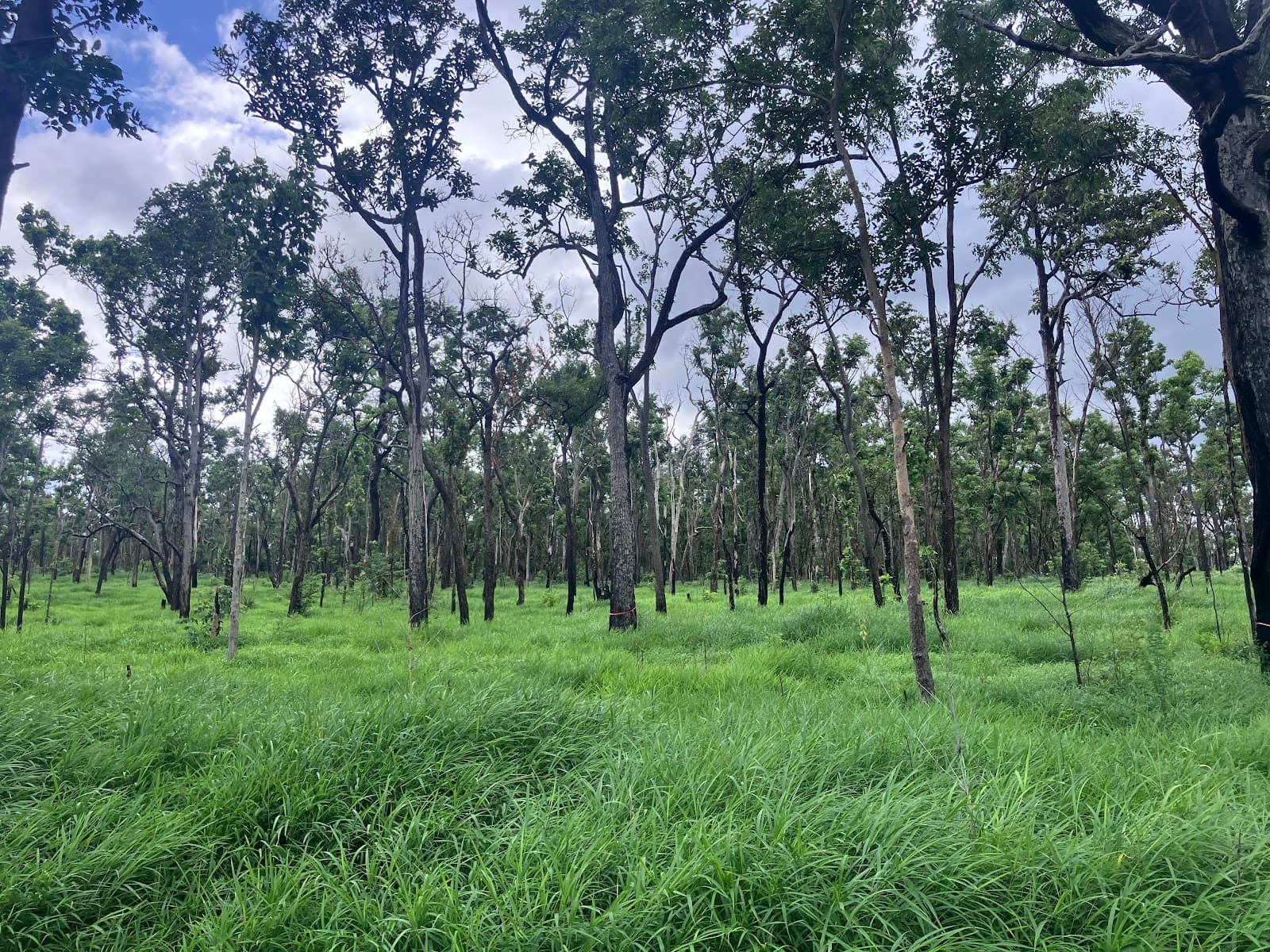 Sakaerat Biosphere Reserve - Image 1