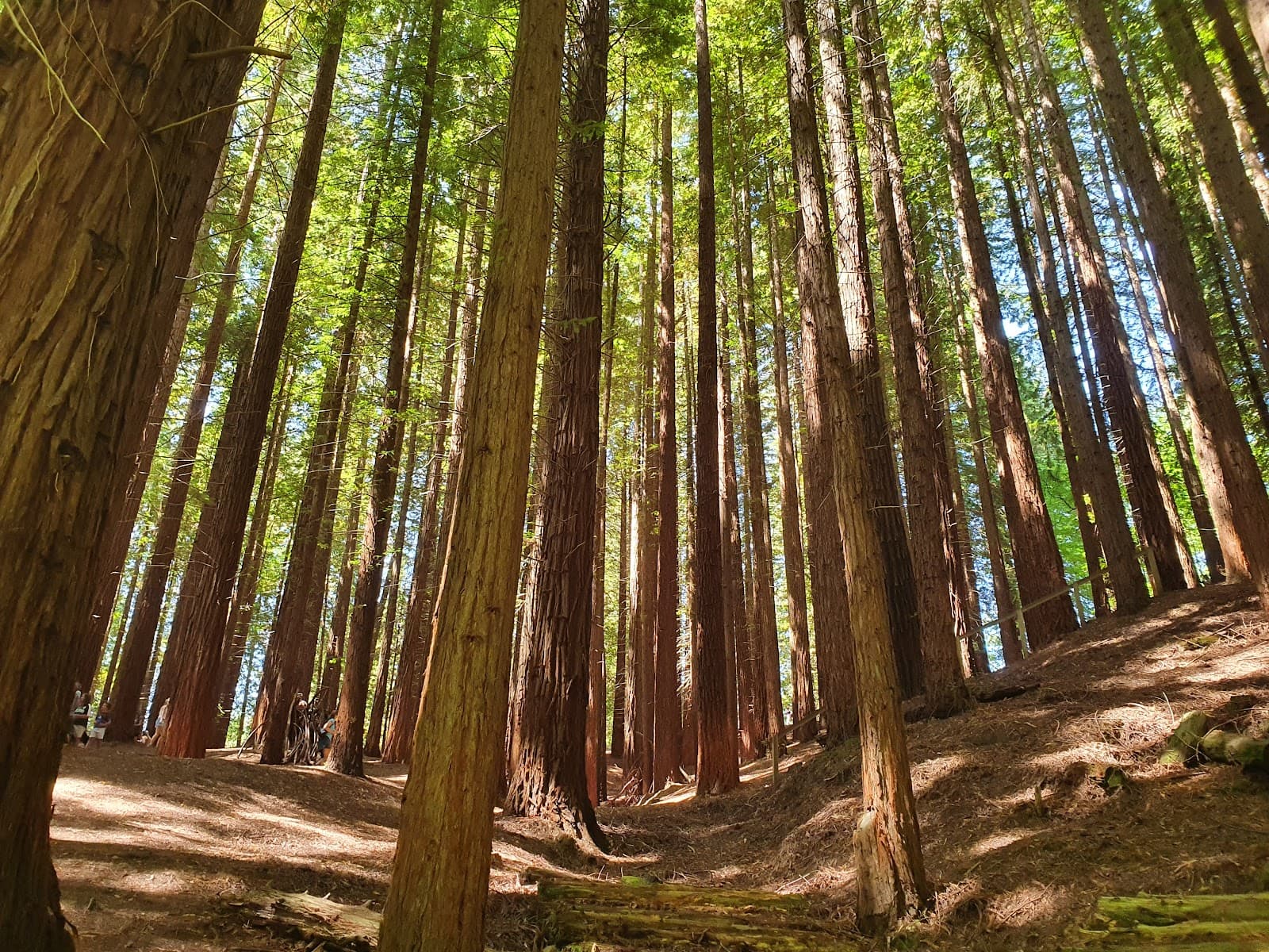 Cabezón Redwoods - Image 1