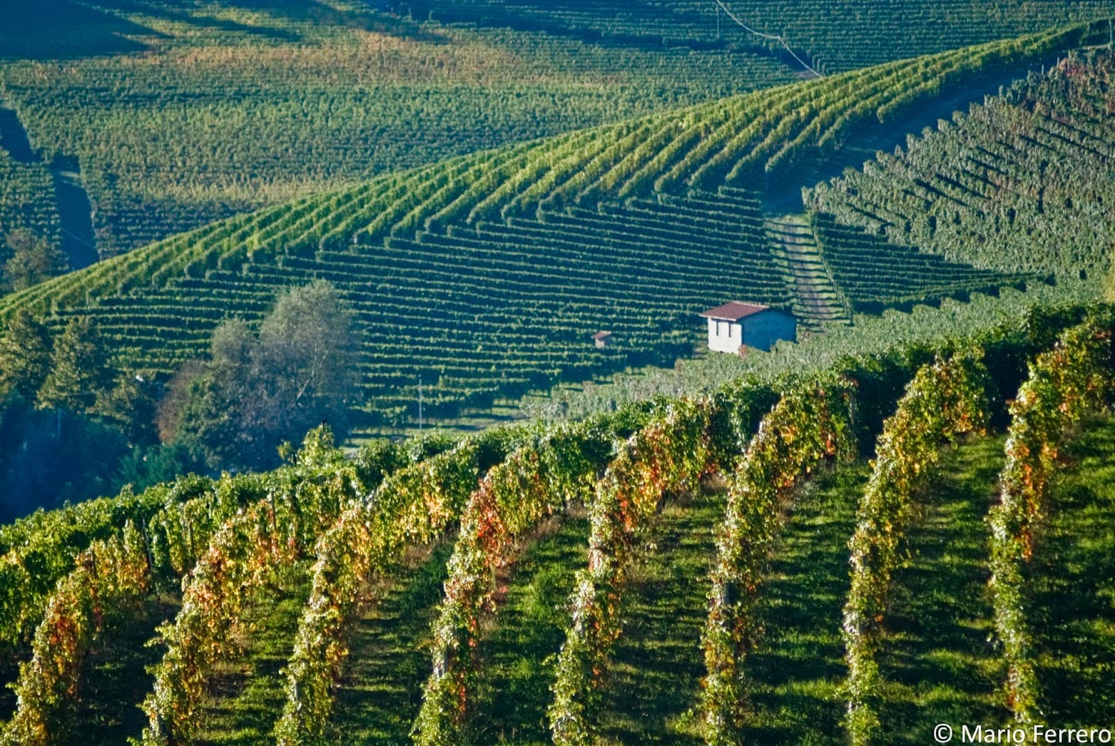 Barolo Wine Region - Image 1