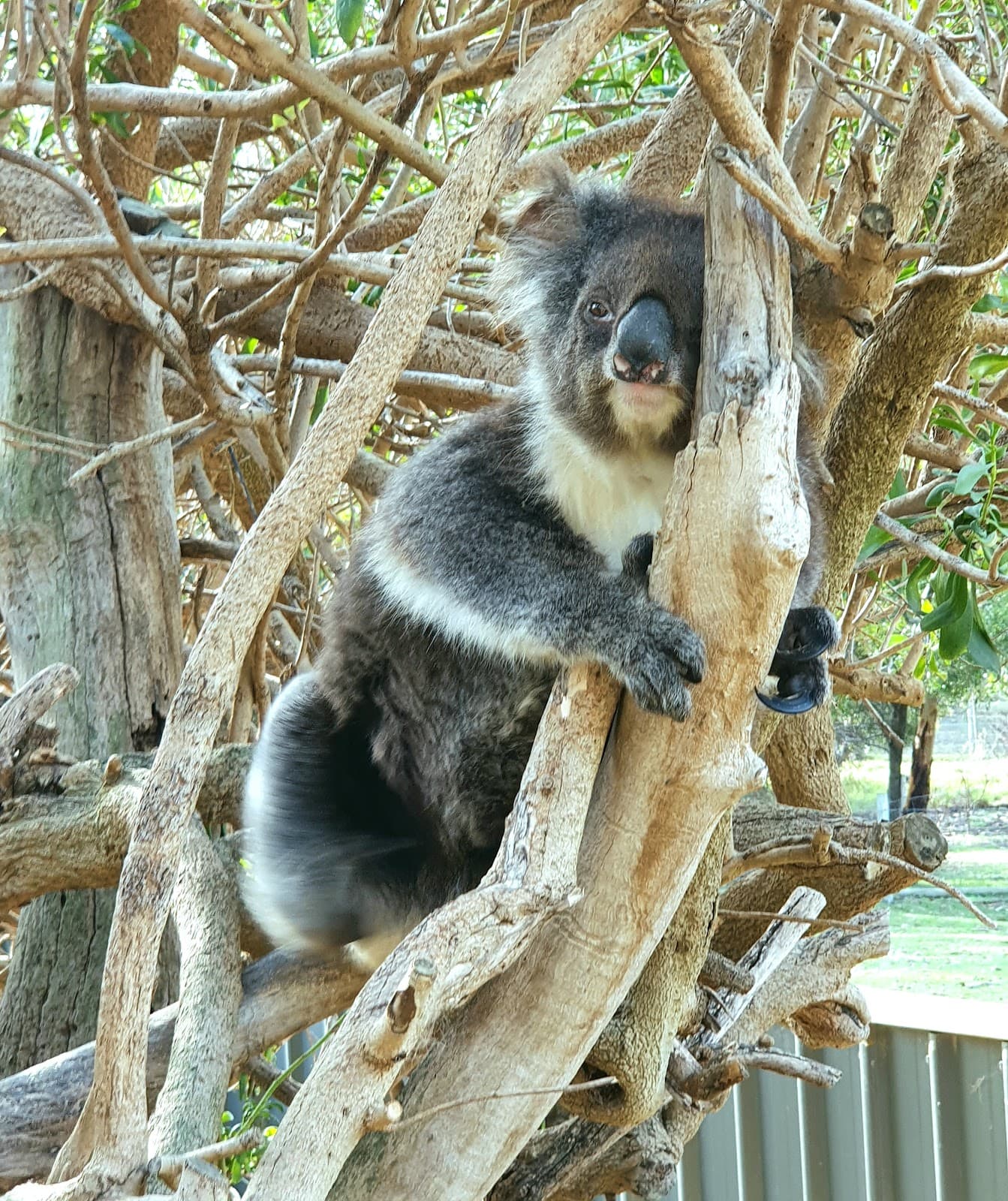 Urimbirra Wildlife Park Victor Harbor - Image 1