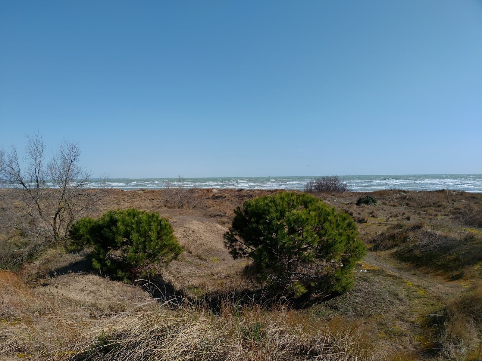 Oasi WWF Dune degli Alberoni - Image 1