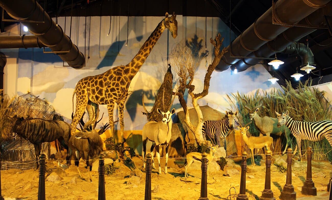 Darabad Wildlife Museum - Image 1