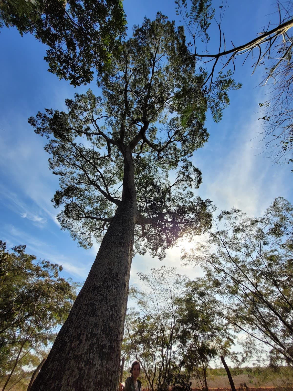 Mata de Santa Genebra ARIE - Image 1
