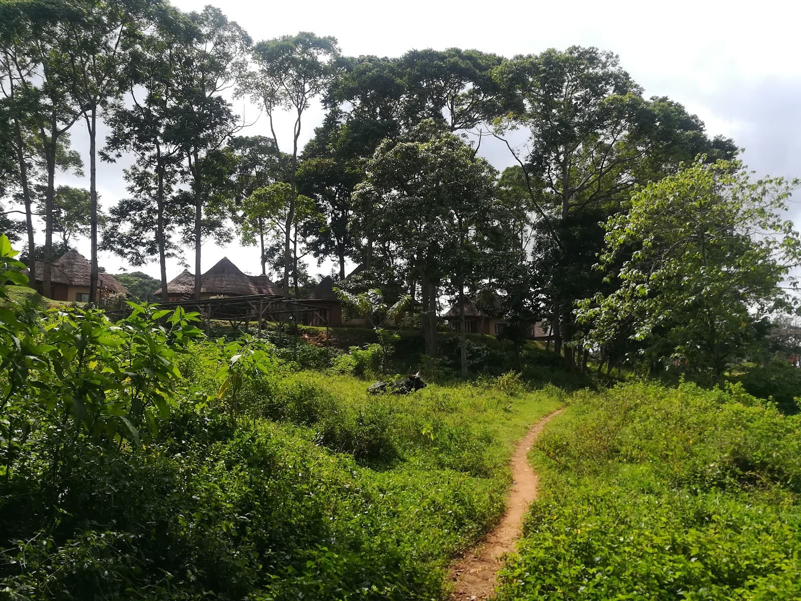 Kitubulu Forest Reserve - Image 1