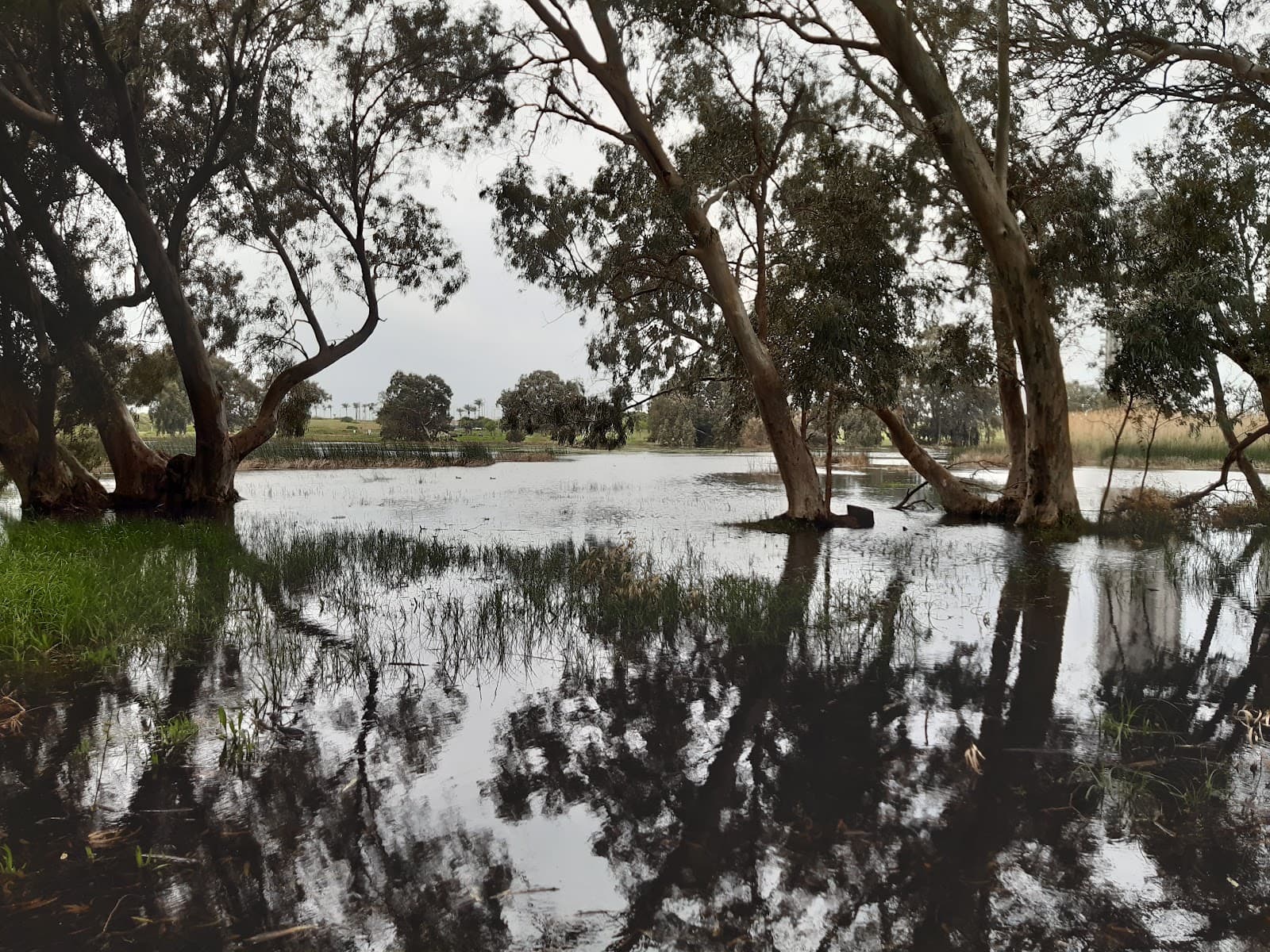 Netanya Winter Pond Park - Image 1