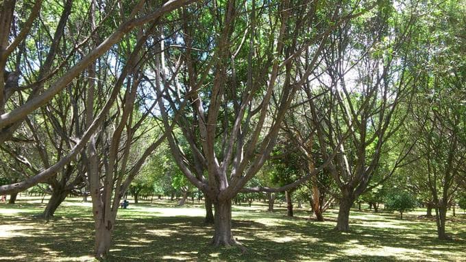 Bosque El Tequio - Image 1