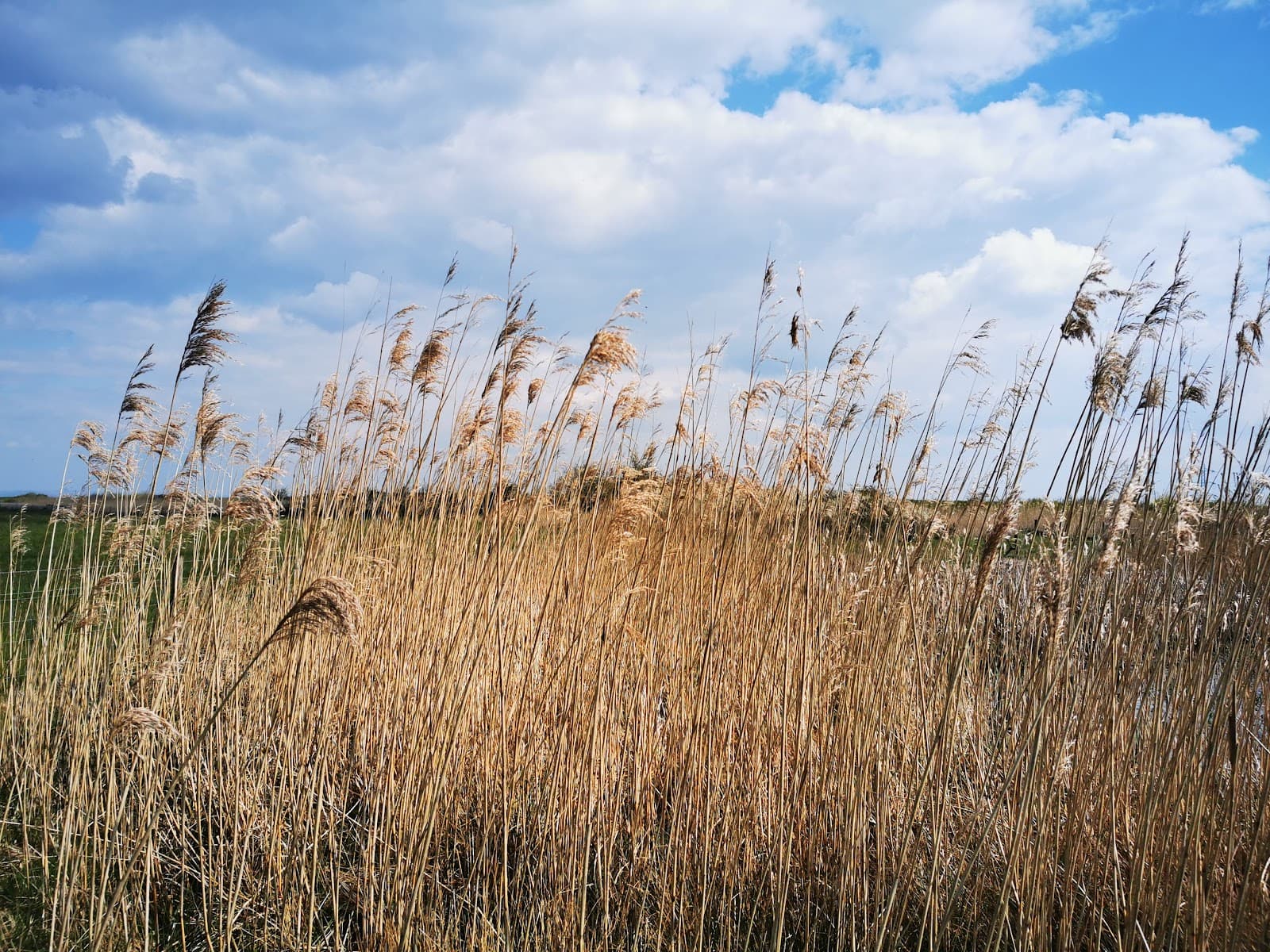 WWT Steart Marshes - Image 1