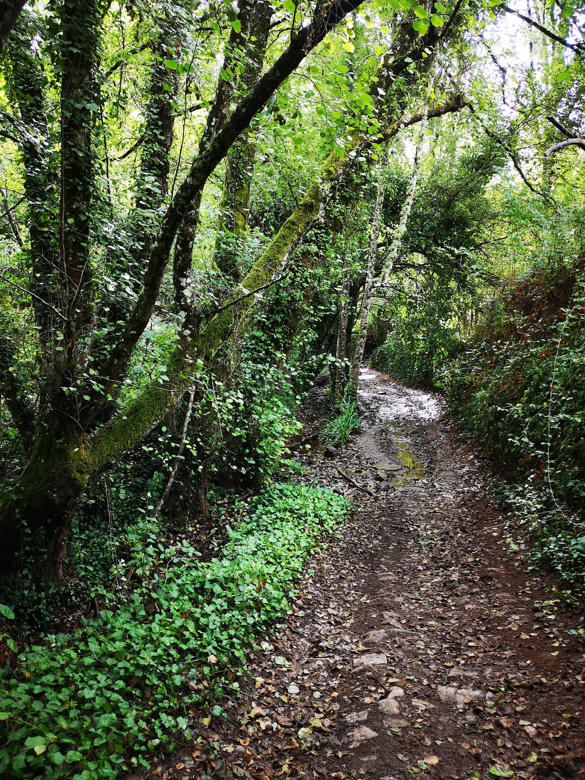 Bosque de Castaños Trail Los Marines - Fuenteheridos - Image 1
