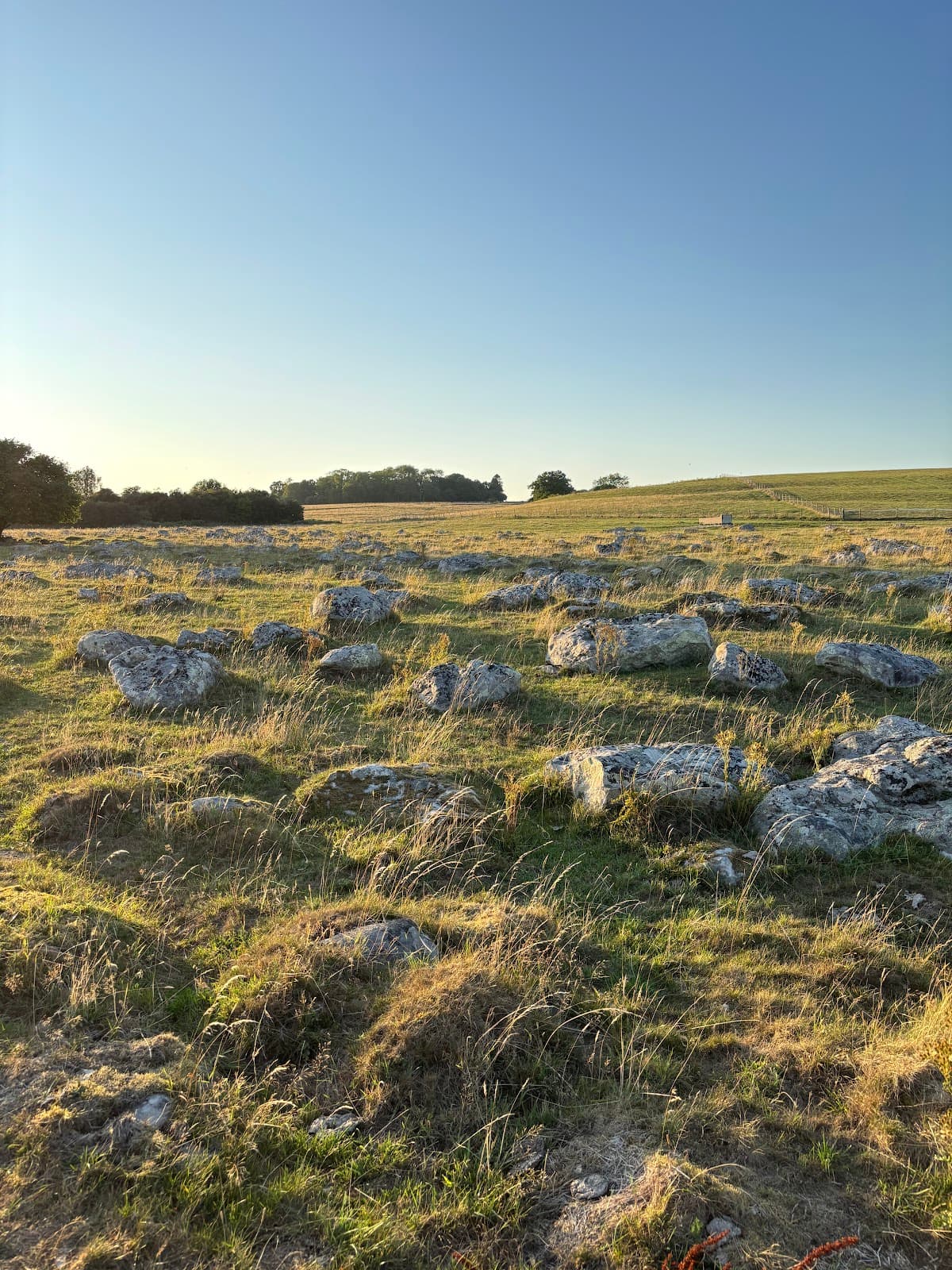 Fyfield Down National Nature Reserve - Image 1