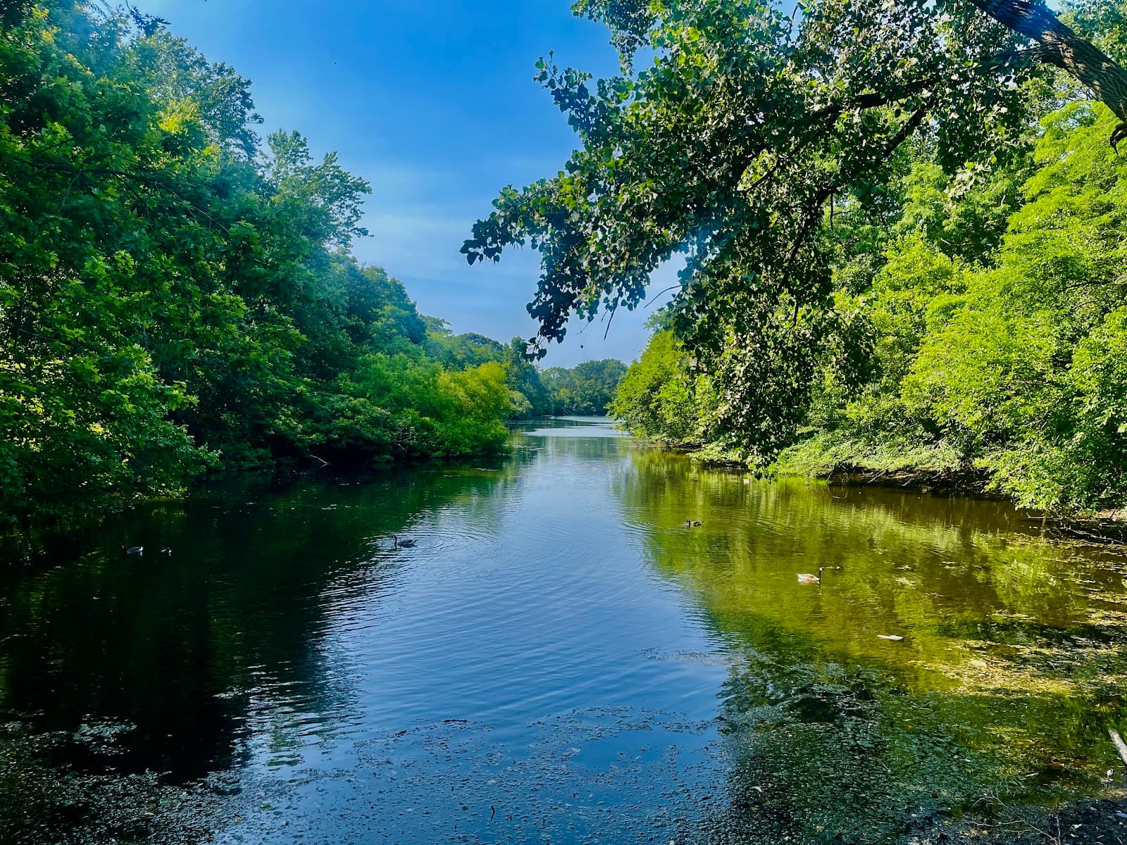 Forest Park Pool - Image 1