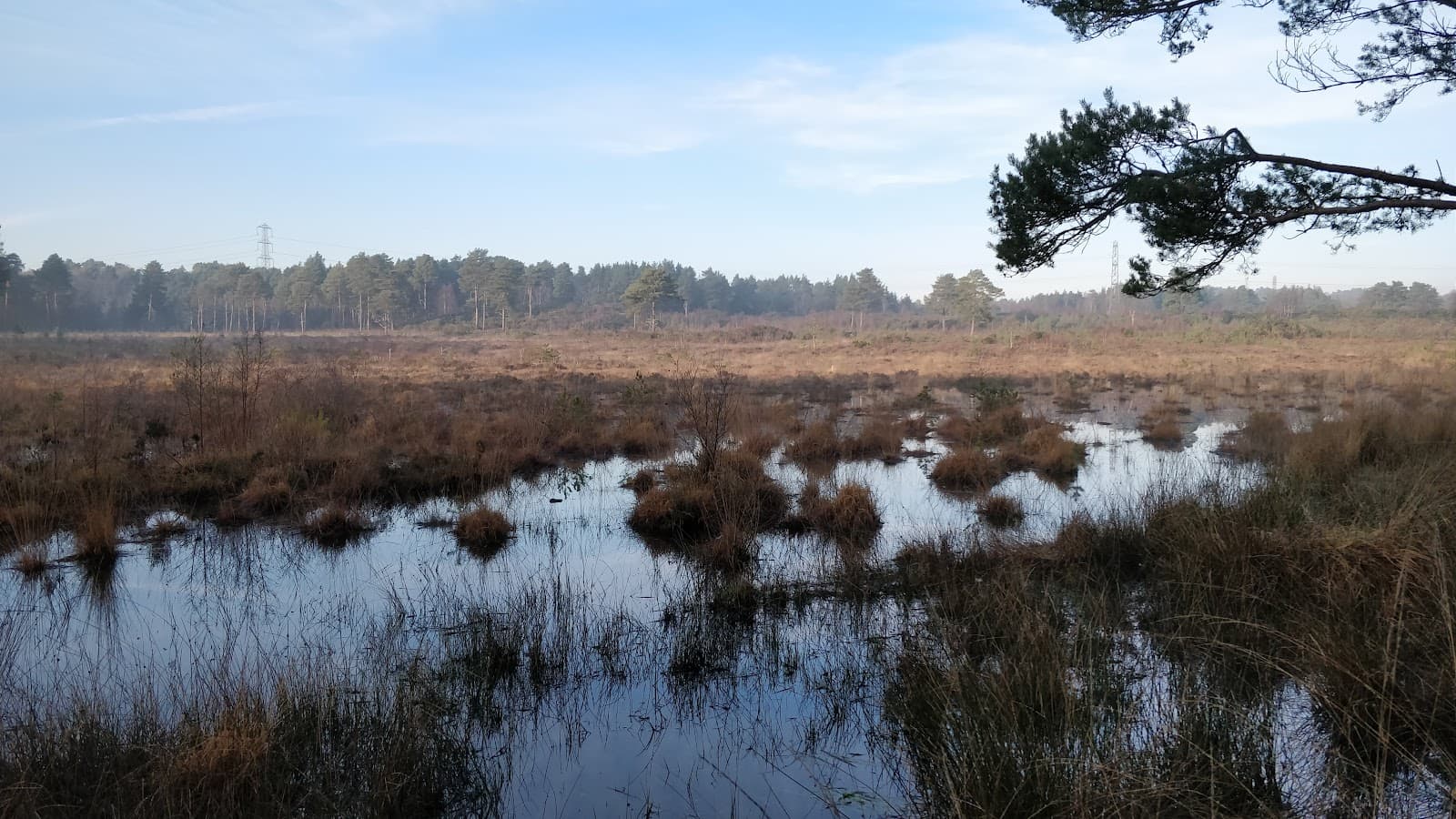 Wildmoor Heath Nature Reserve - Image 1