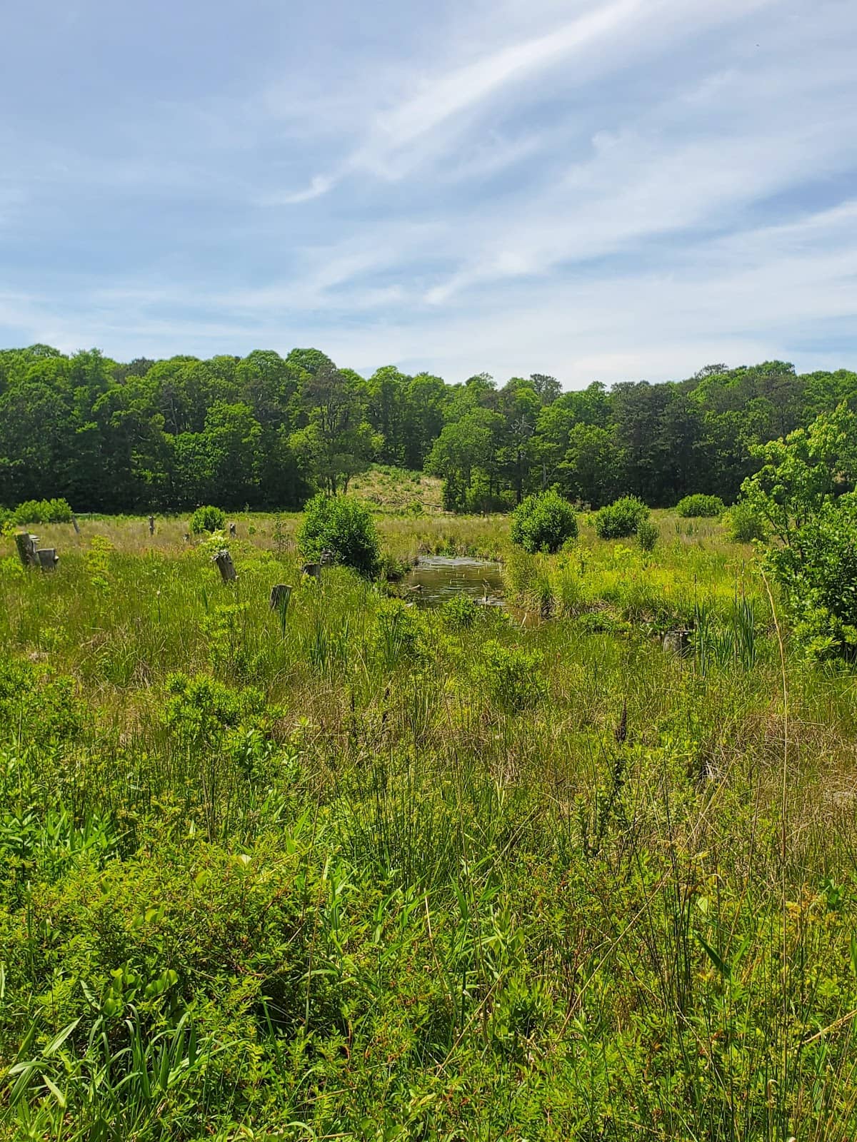 Peaceful Walking Trails