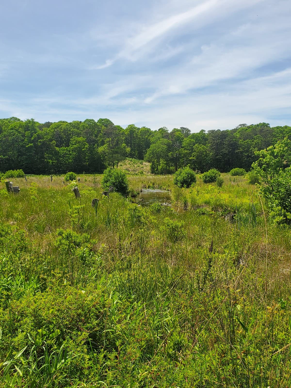 Coonamessett River Reservation - Image 1