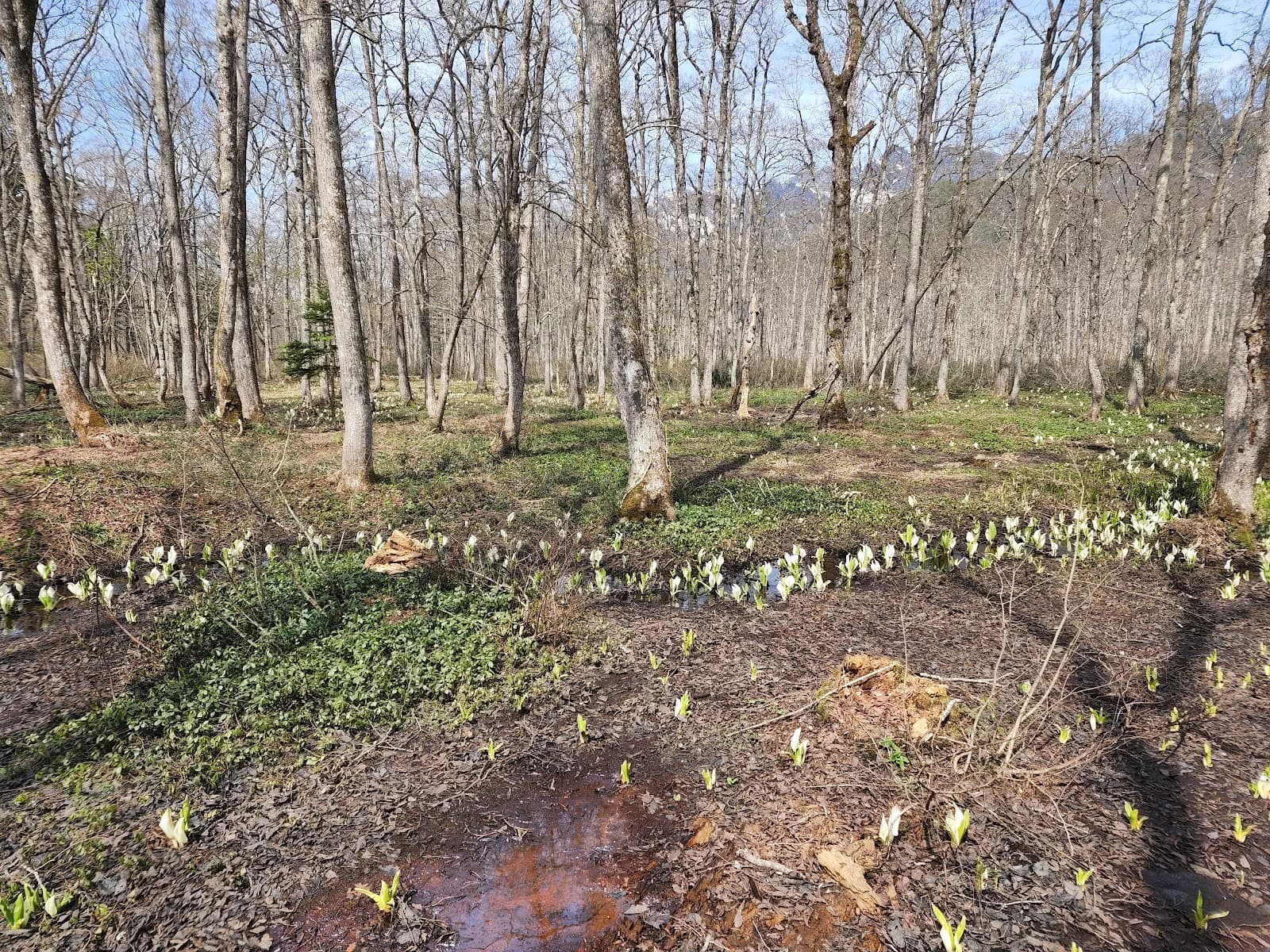 Togakushi Botanical Garden - Image 1