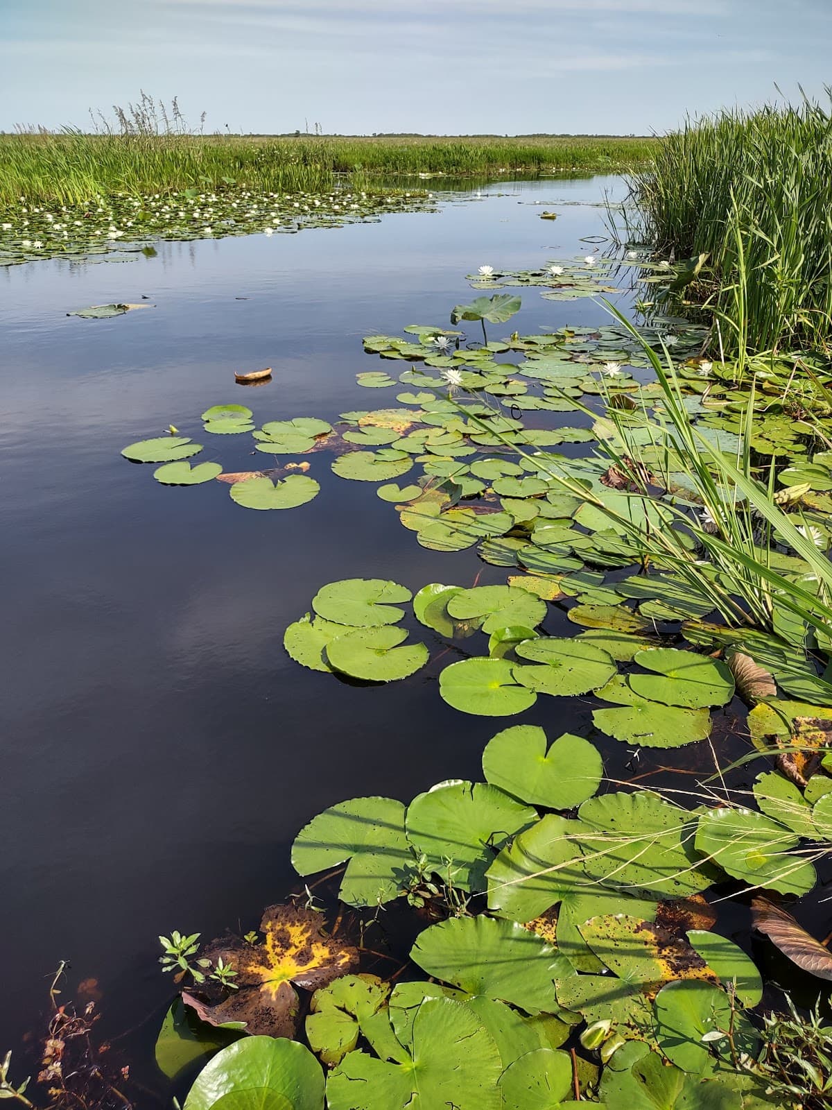 Lacassine National Wildlife Refuge - Image 1