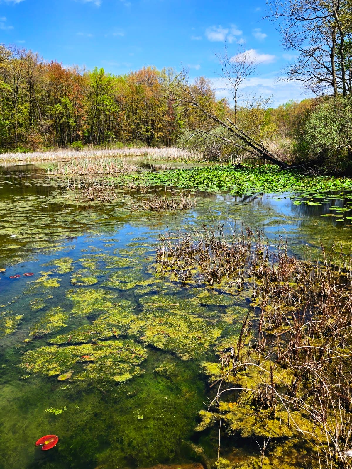 Red Mill County Park - Image 1