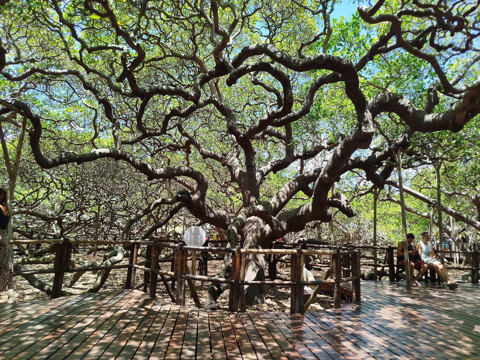 World's Largest Cashew Tree Pirangi do Norte - Image 1
