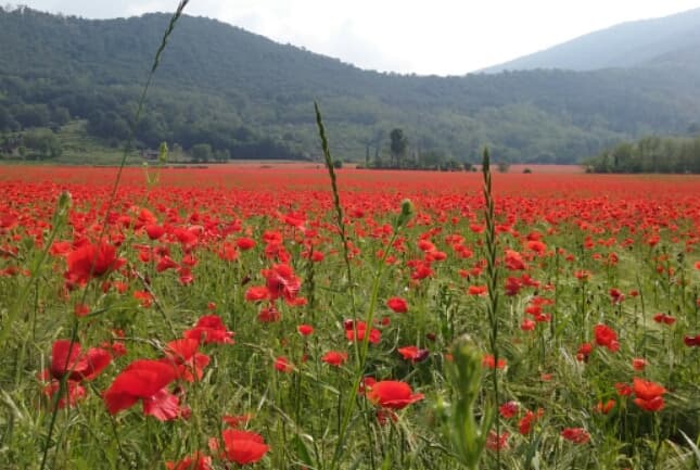 Mompiano District Brescia - Image 1