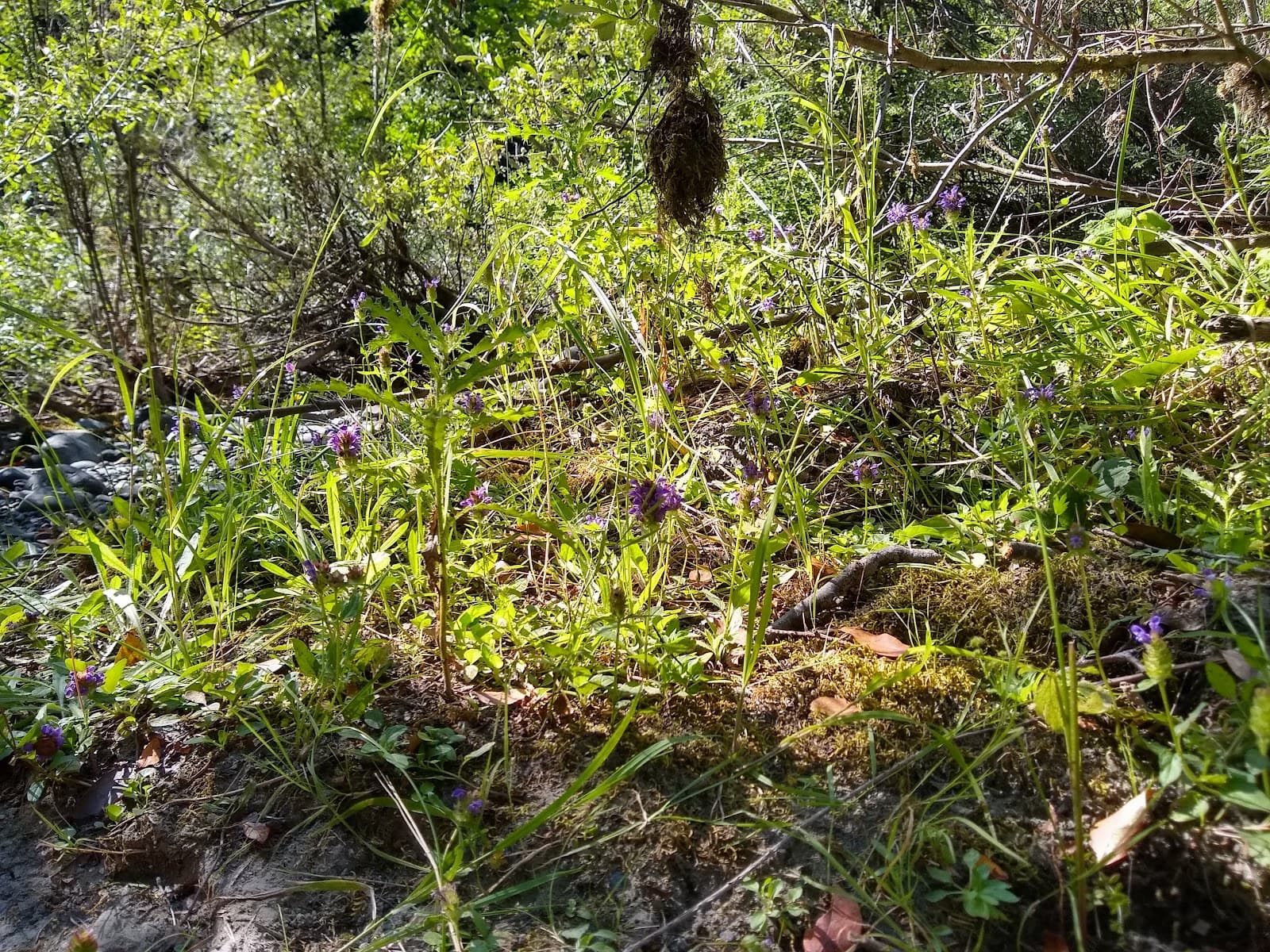 Hunter Creek Beach - Image 1