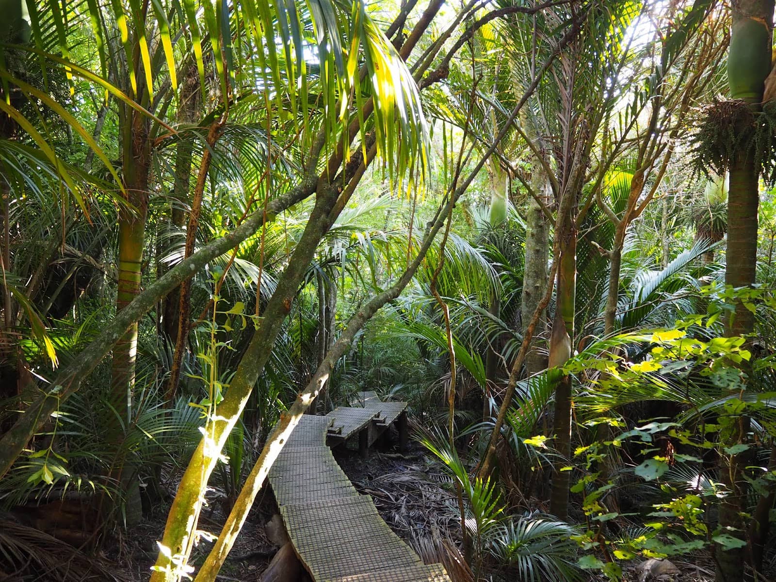 Panoramic Kapiti Island View