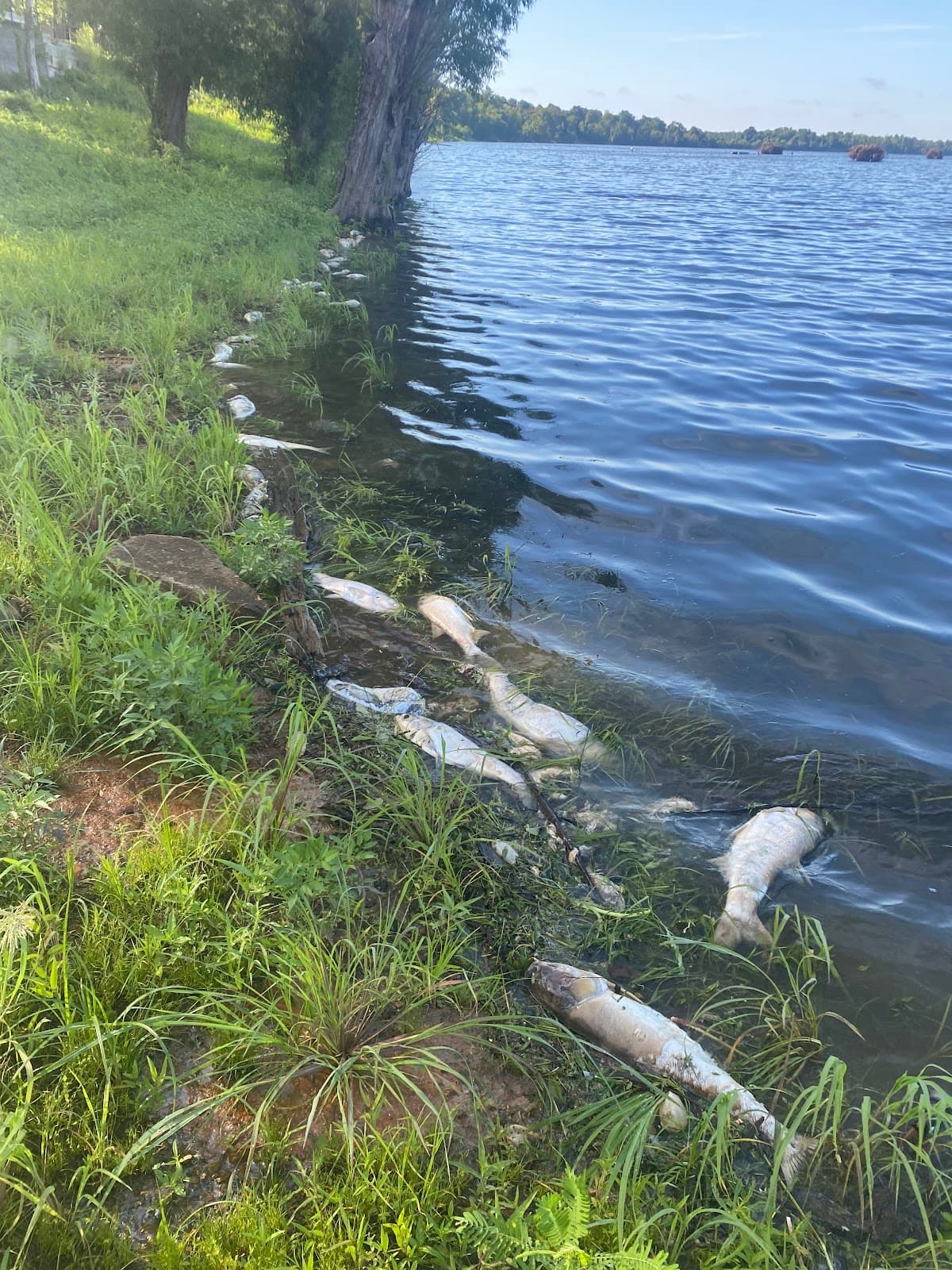 Tunica Lake (Tunica Cutoff) - Image 1