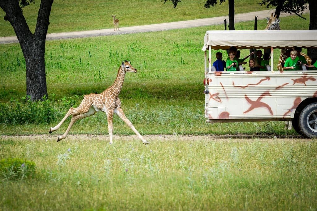 Fossil Rim Wildlife Center - Image 1