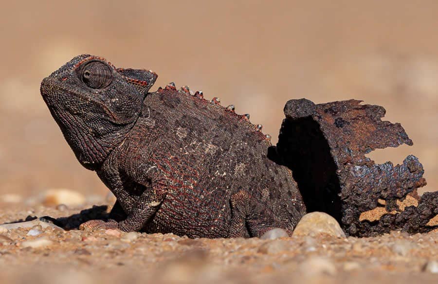 Swakop River Meets the Sea