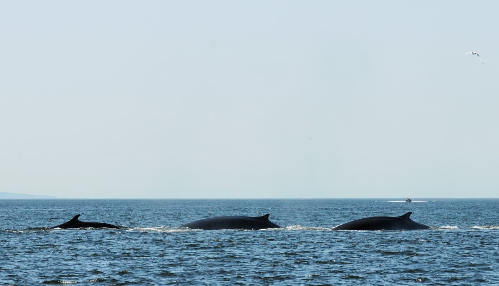 Saguenay–St. Lawrence Marine Park - Image 1