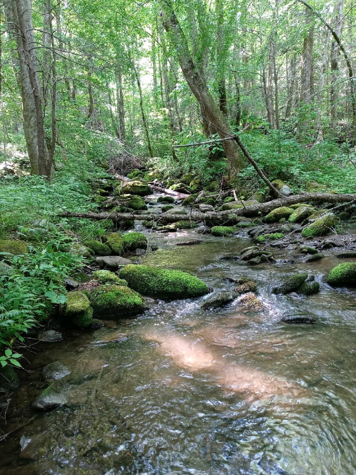 Lush Forest & Creek Crossings