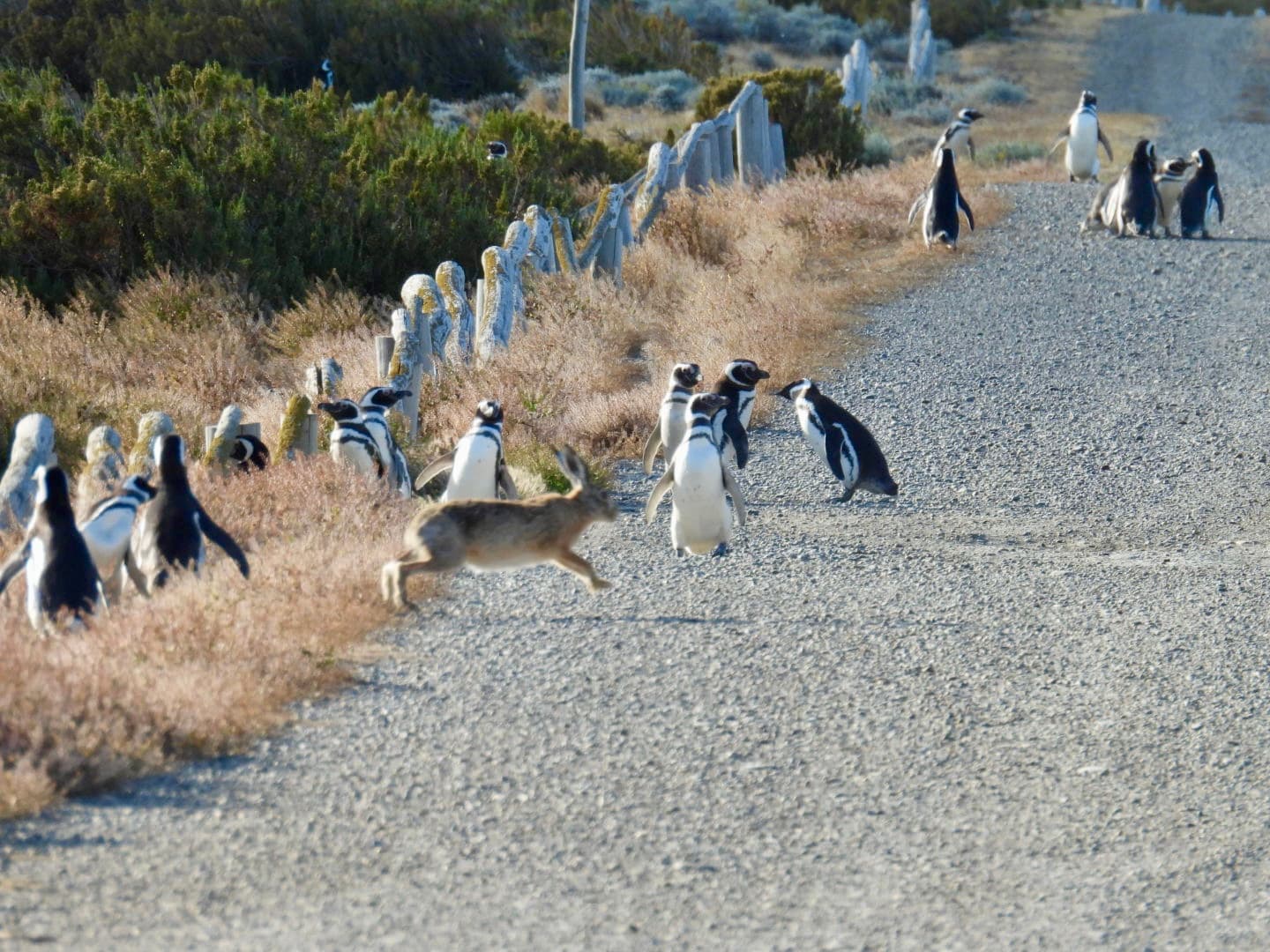 Reserva Provincial Cabo Vírgenes - Image 1