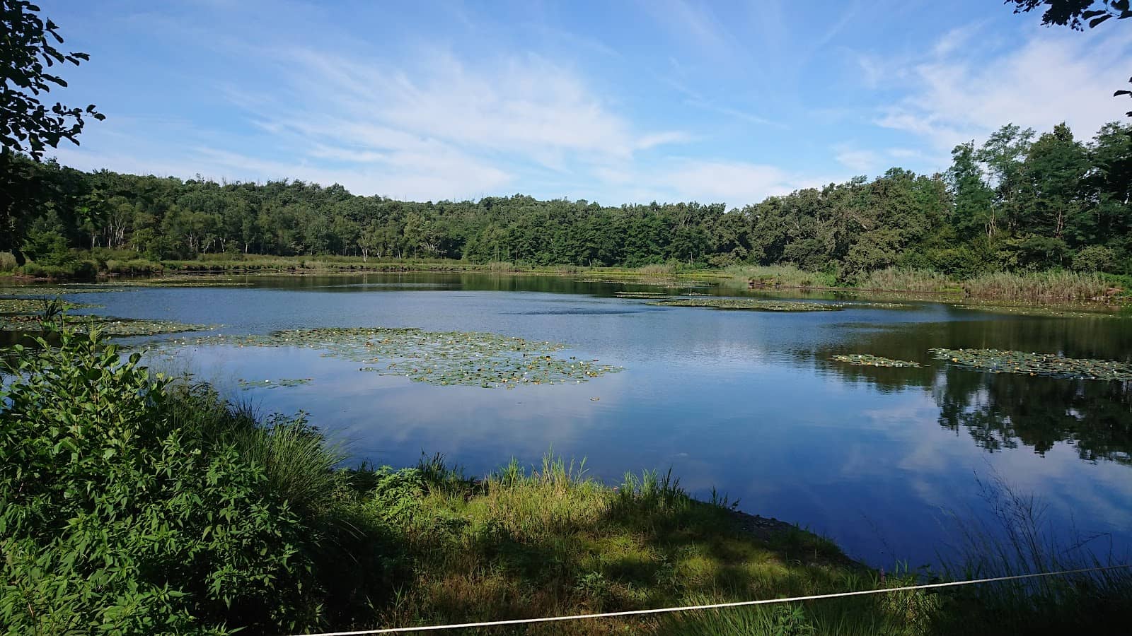 Forest Trails & Wild Strawberries