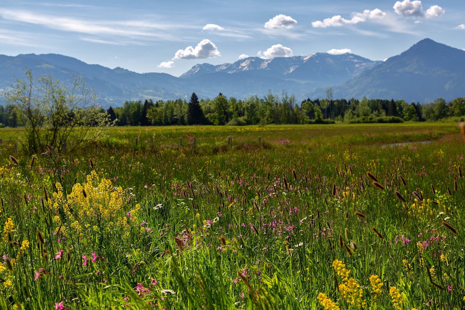 Lauteracher Ried Nature Reserve - Image 1