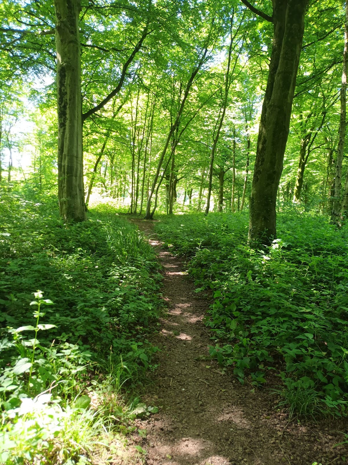 Guînes Forest - Image 1