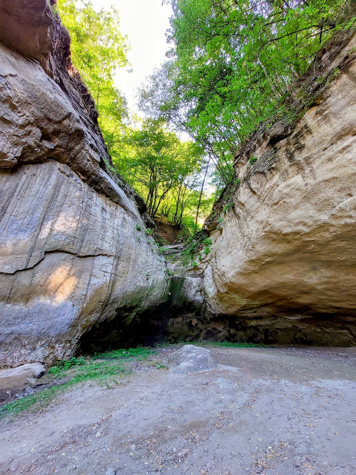 Honey-Bearing Meadows