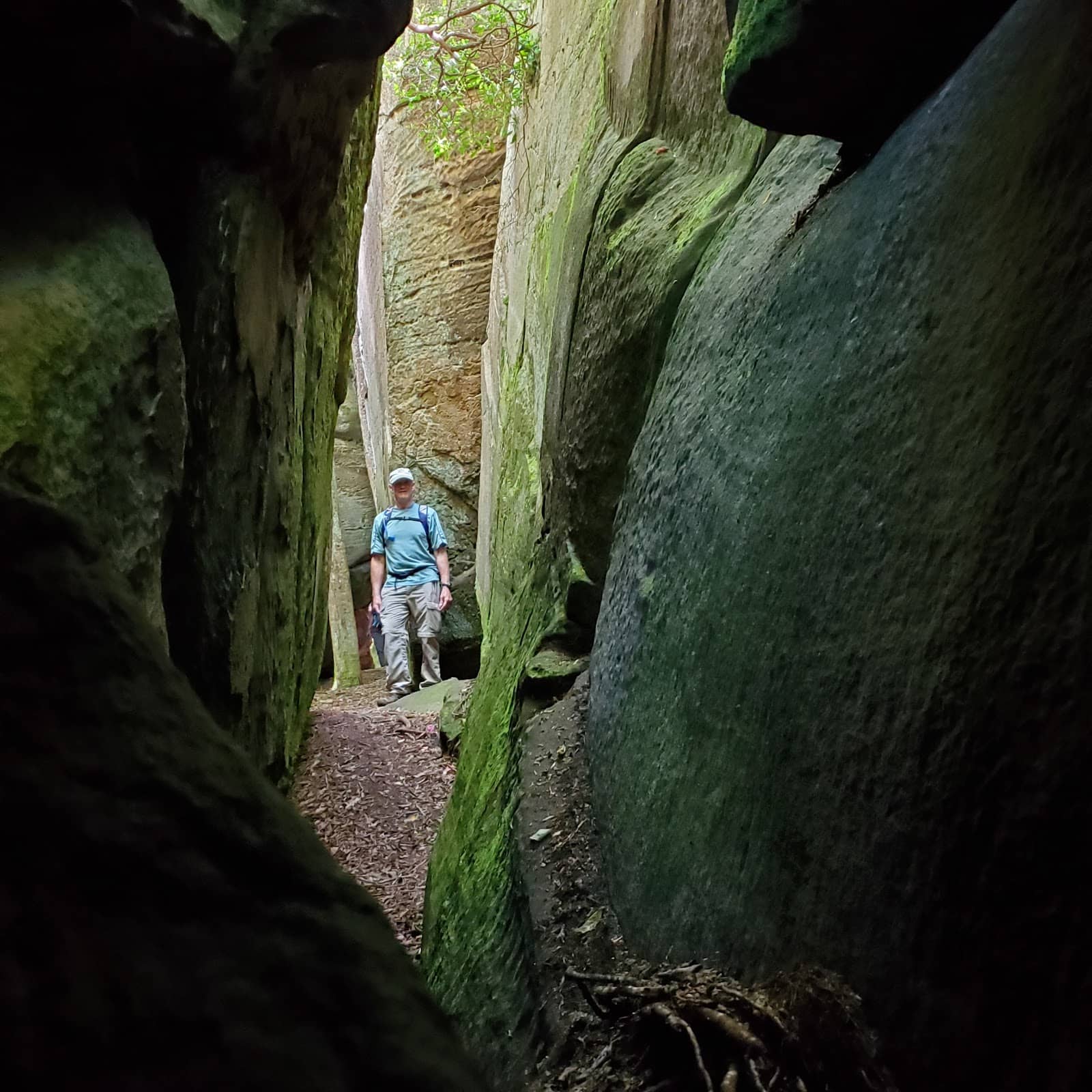 Wildflowers and Rhododendrons