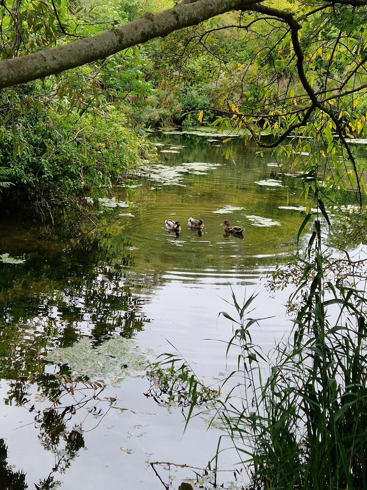 Longholme Lake - Image 1