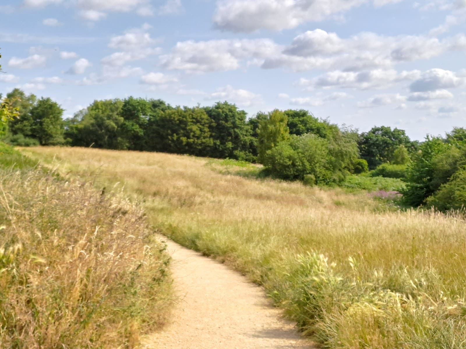 Rede Common (The Sandy Banks) - Image 1
