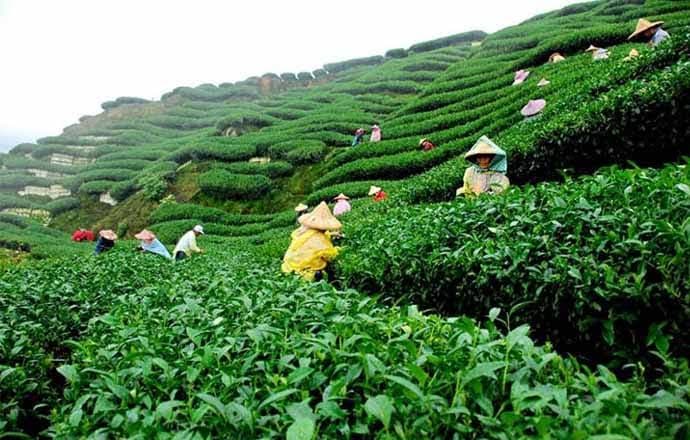 Lakkatura Tea Garden - Image 1