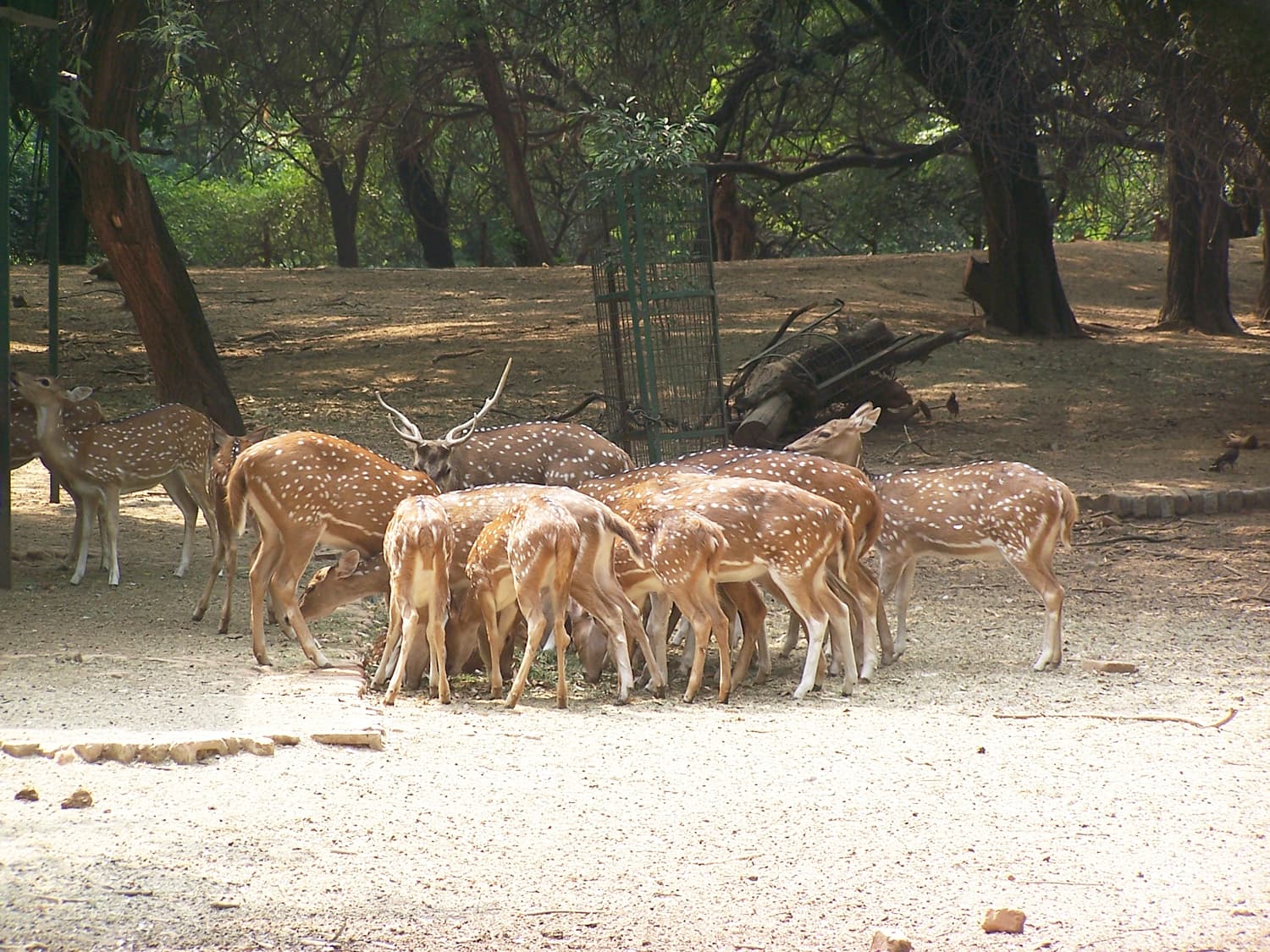 Sarnath Deer Park - Image 1
