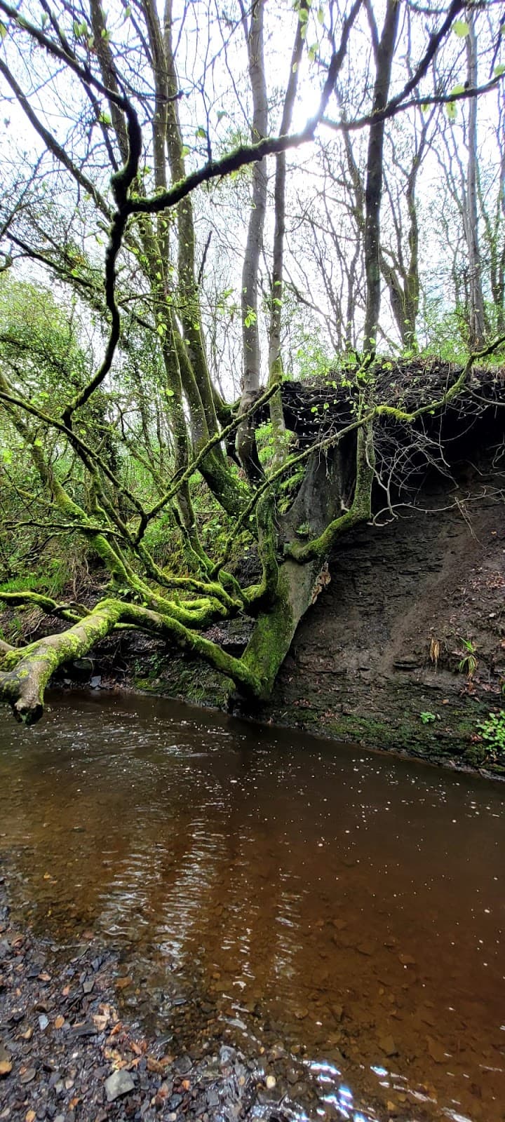 Luggiebank Wood Wildlife Reserve - Image 1
